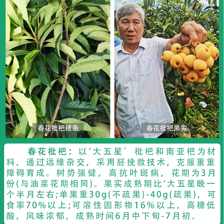 宗富新品种枇杷枝条春花枇杷嫁接枝条白肉枇杷枝条红肉枇杷枝条