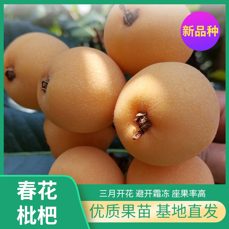 正宗春花枇杷春天开花避开霜冻新品种枇杷苗果苗纯正