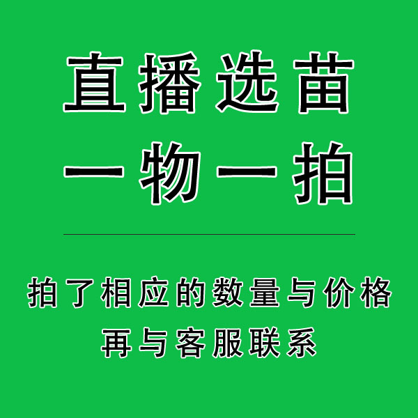 一物一拍枇杷新品种果树苗