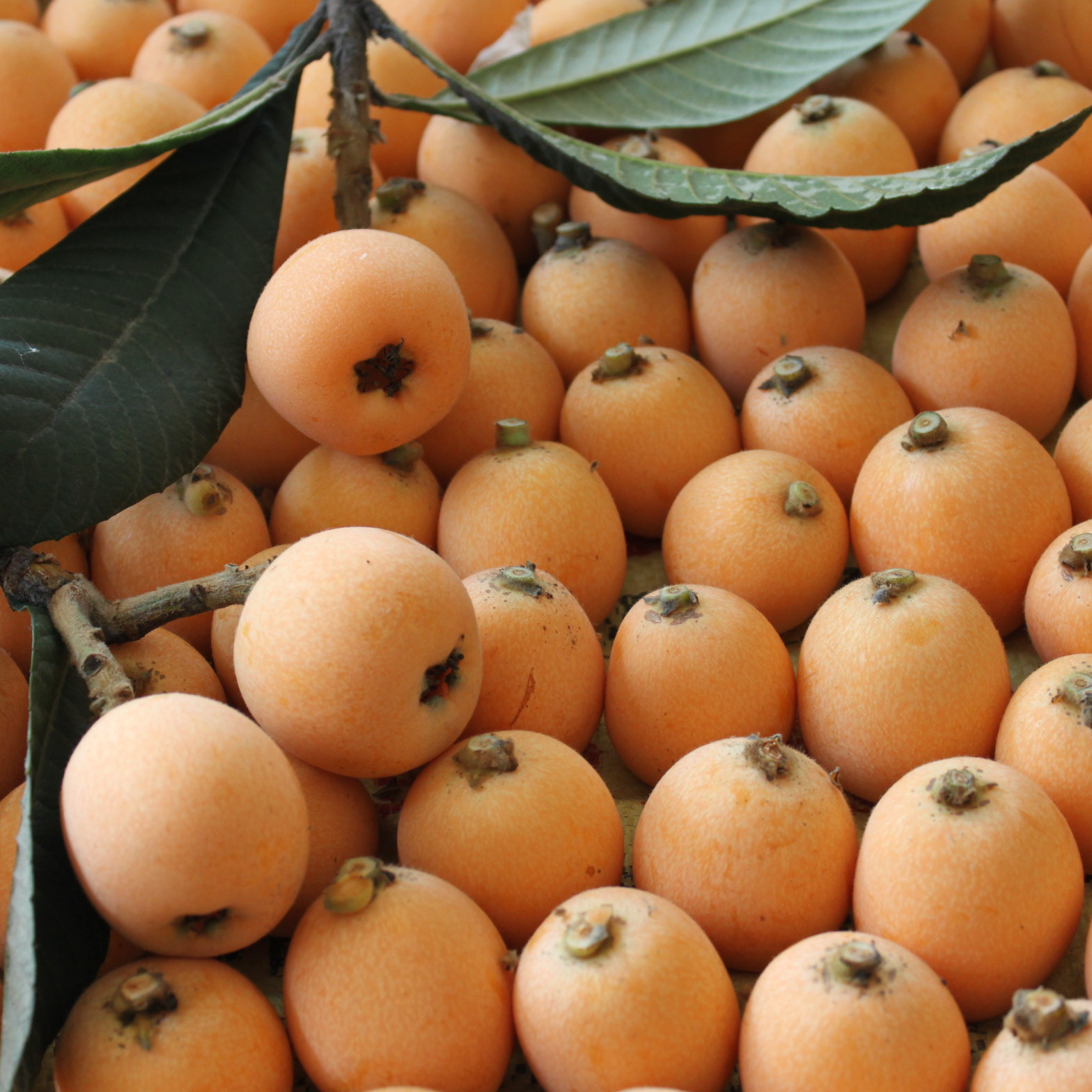 正宗大五星枇杷原产地嫁接枇杷苗 果大皮薄肉多清甜多汁盆栽