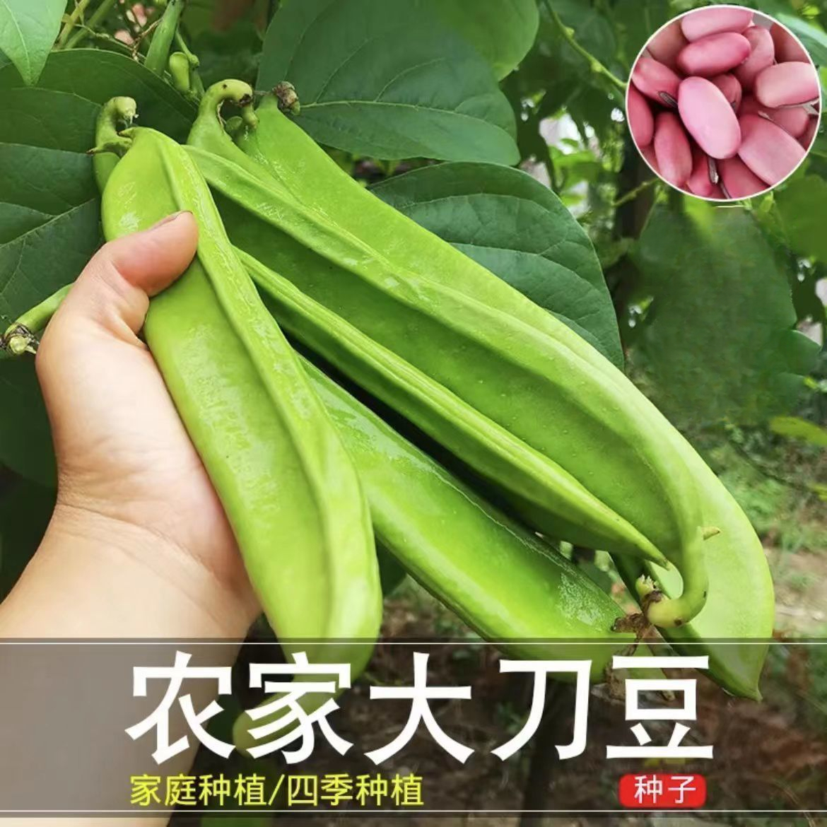 大刀豆种子大红刀豆巨型大豆角种巴西豆四季播蔬菜爬藤菜种子包邮
