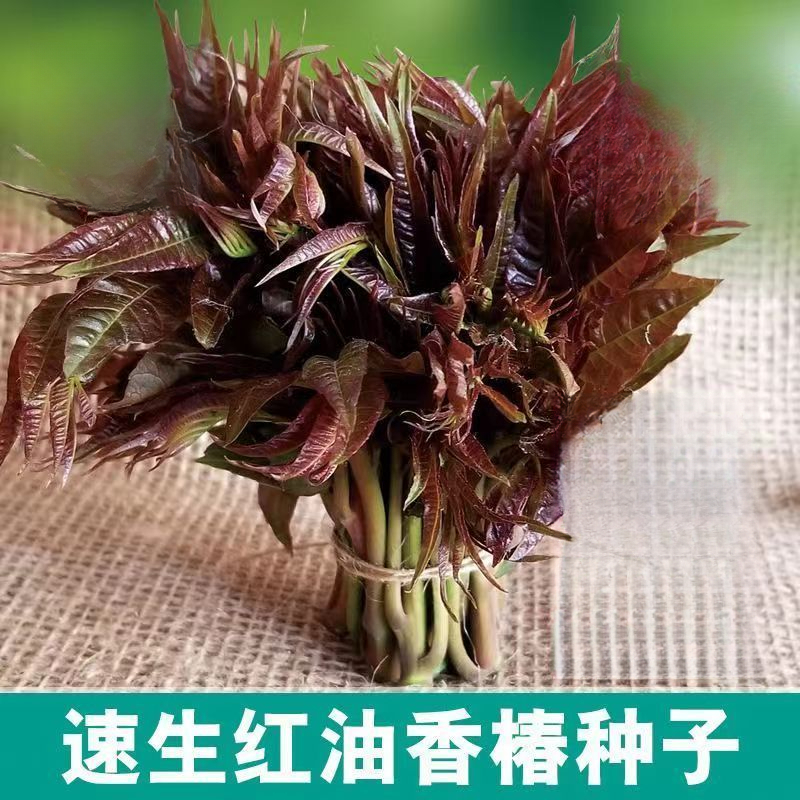 速生红油香椿种子四季阳台盆栽芽苗菜香椿芽蔬菜种子菜籽