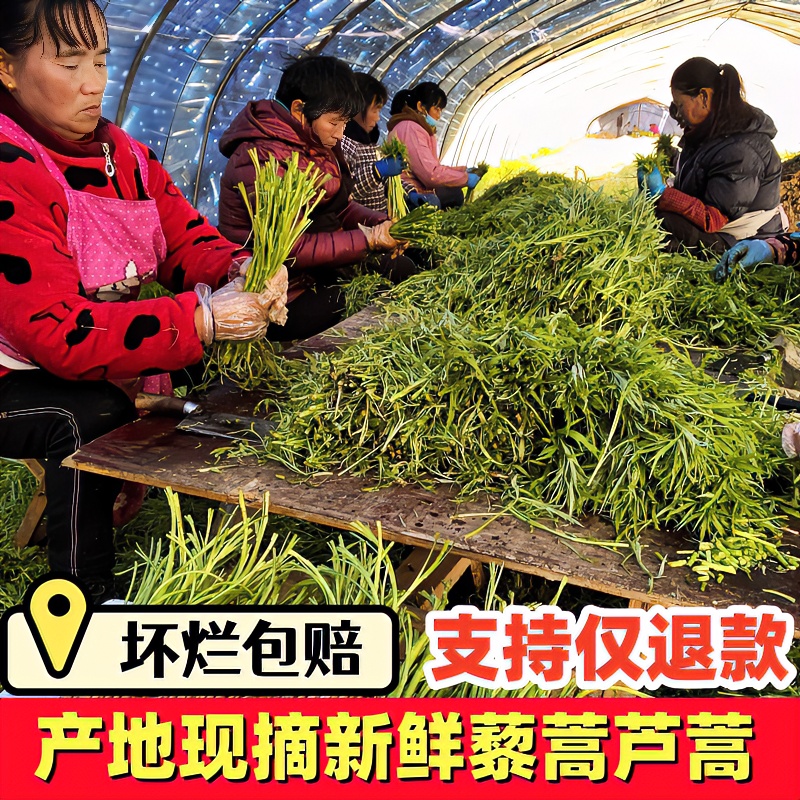 农家自种精选蔬菜嫩芦蒿杆子藜蒿黎蒿去叶老根净菜柳泥蒿野菜新鲜
