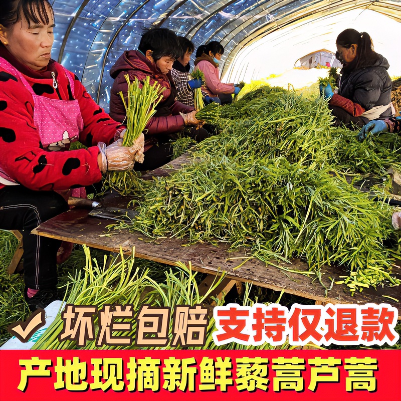 农家自种精选蔬菜嫩芦蒿杆子藜蒿黎蒿去叶老根净菜柳泥蒿野菜新鲜