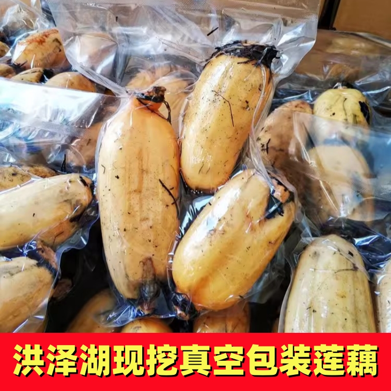 洪泽湖粉藕特产莲藕煲汤炖汤炒菜脆嫩新鲜糖藕糯米藕九孔莲藕现挖