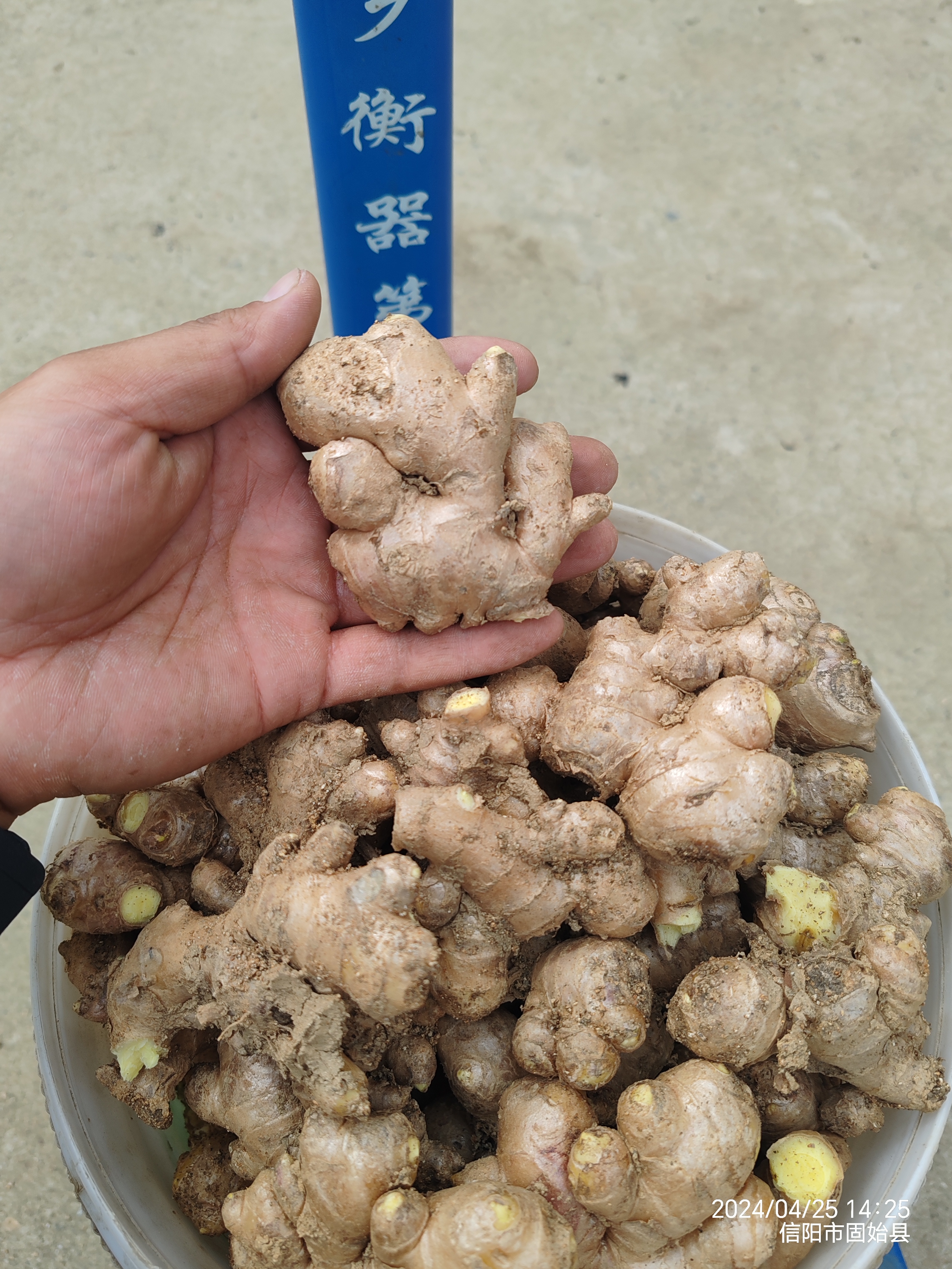 小森视频福利，1斤本地姜