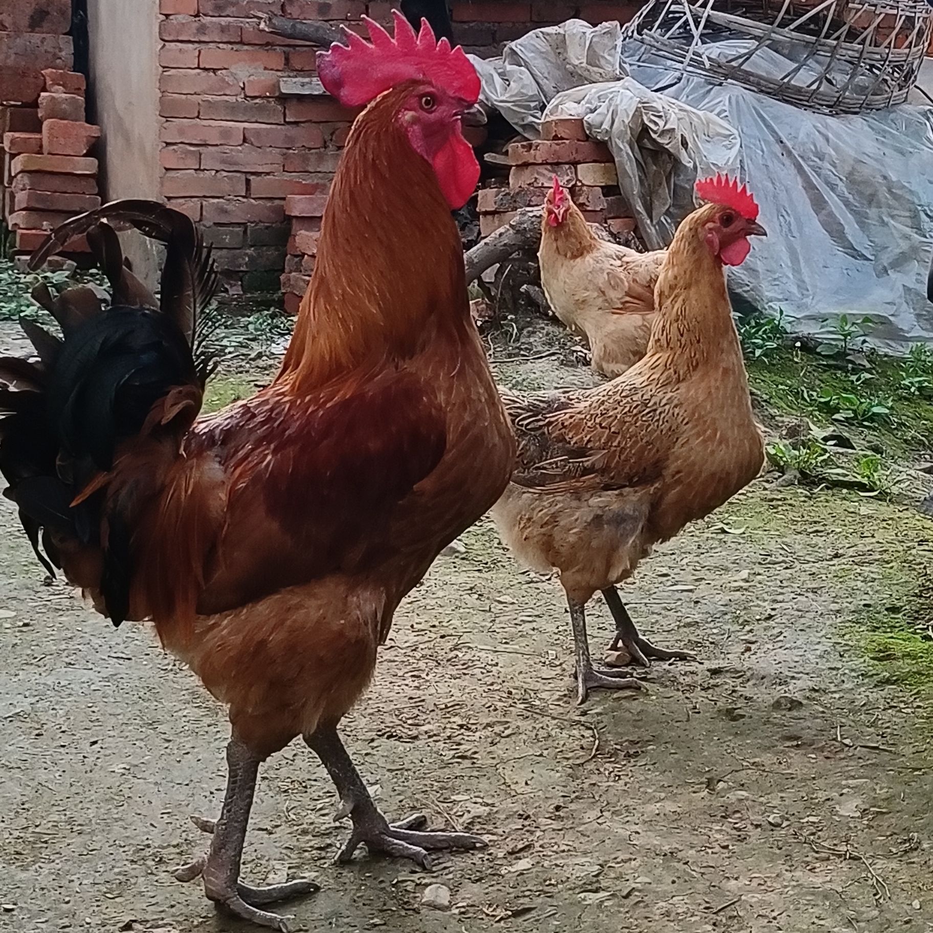 冷冻发货固始土鸡（村里人自家养的土鸡）