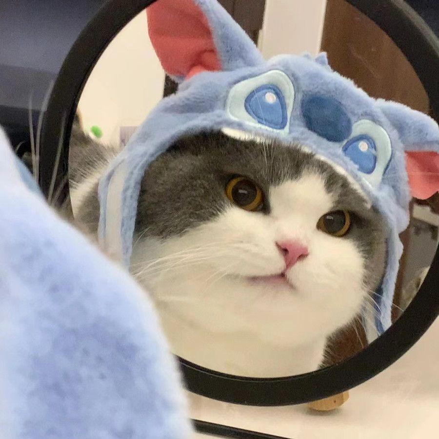 猫咪头套史迪仔帽子小狗狗宠物泰迪马尔济斯史迪奇可爱拍照变装帽