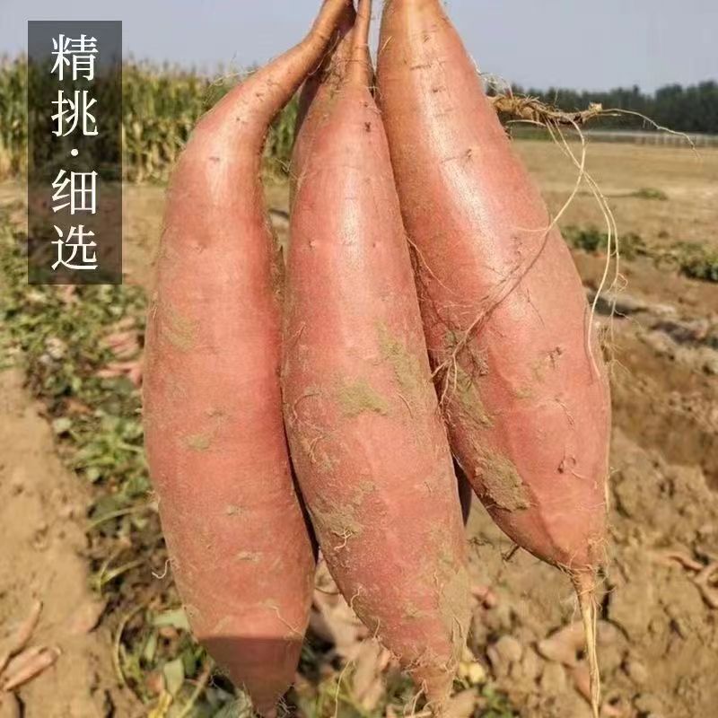 【阿昊】】沙地蜜薯红薯新鲜现挖板栗薯糖心西瓜红番薯地瓜批发