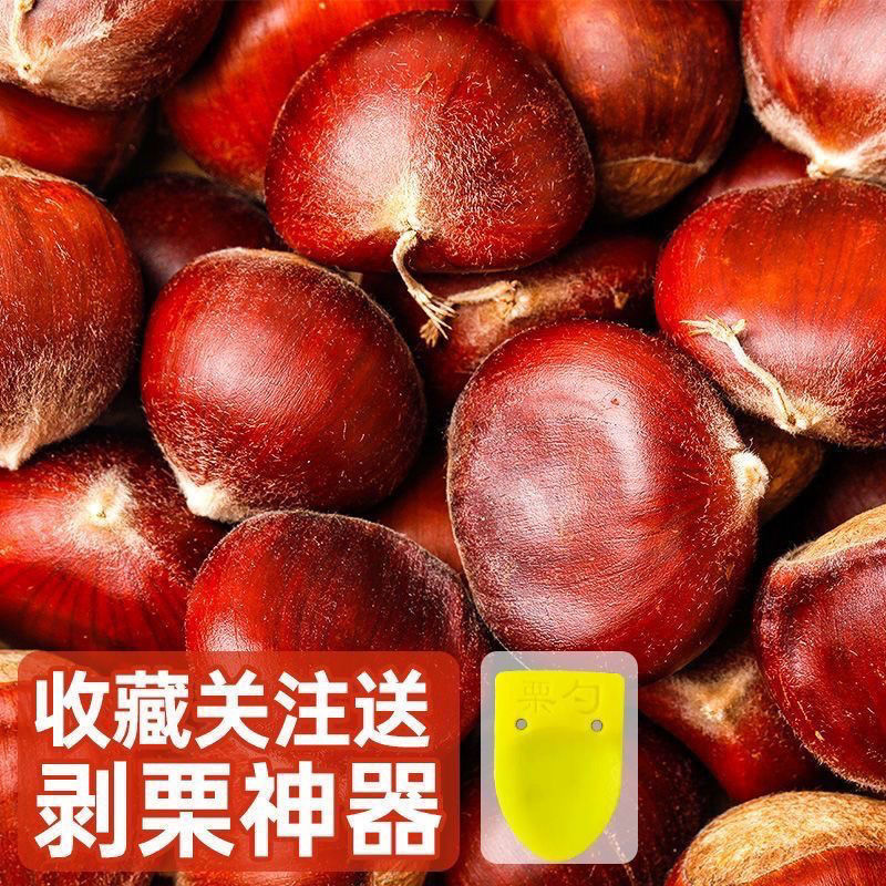 【阿昊】2023现摘丹东板栗生新鲜有机生栗子糯甜板栗非油栗迁西批发