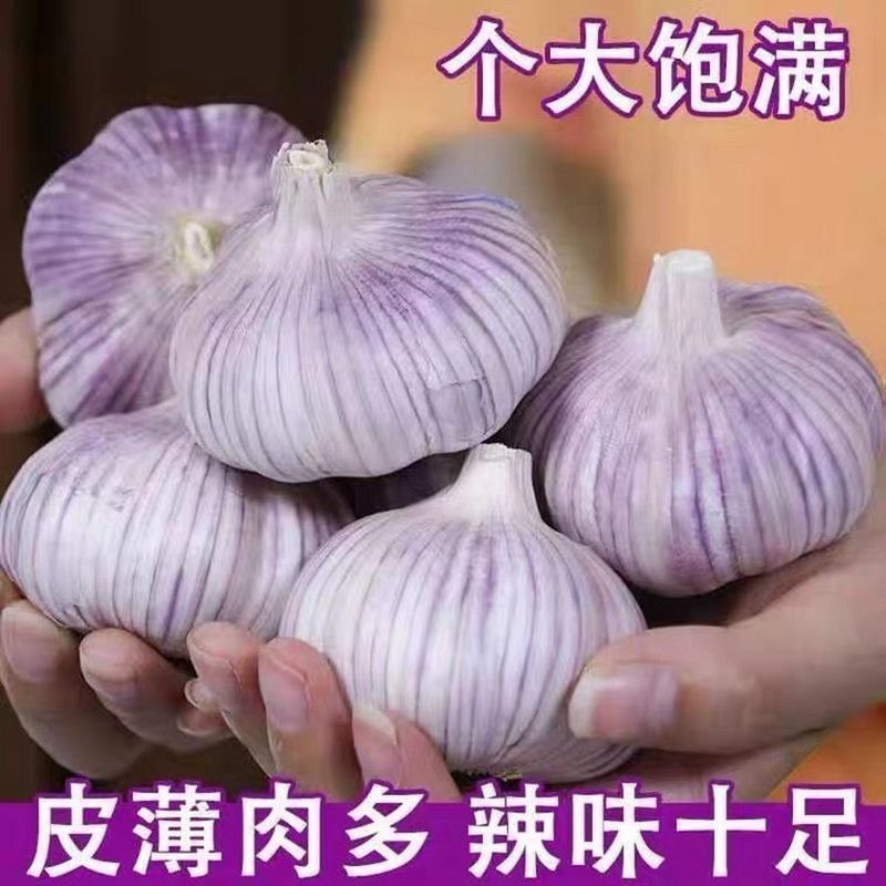 【阿昊】【】山东大蒜新干蒜大蒜大蒜头批发大蒜头紫白皮