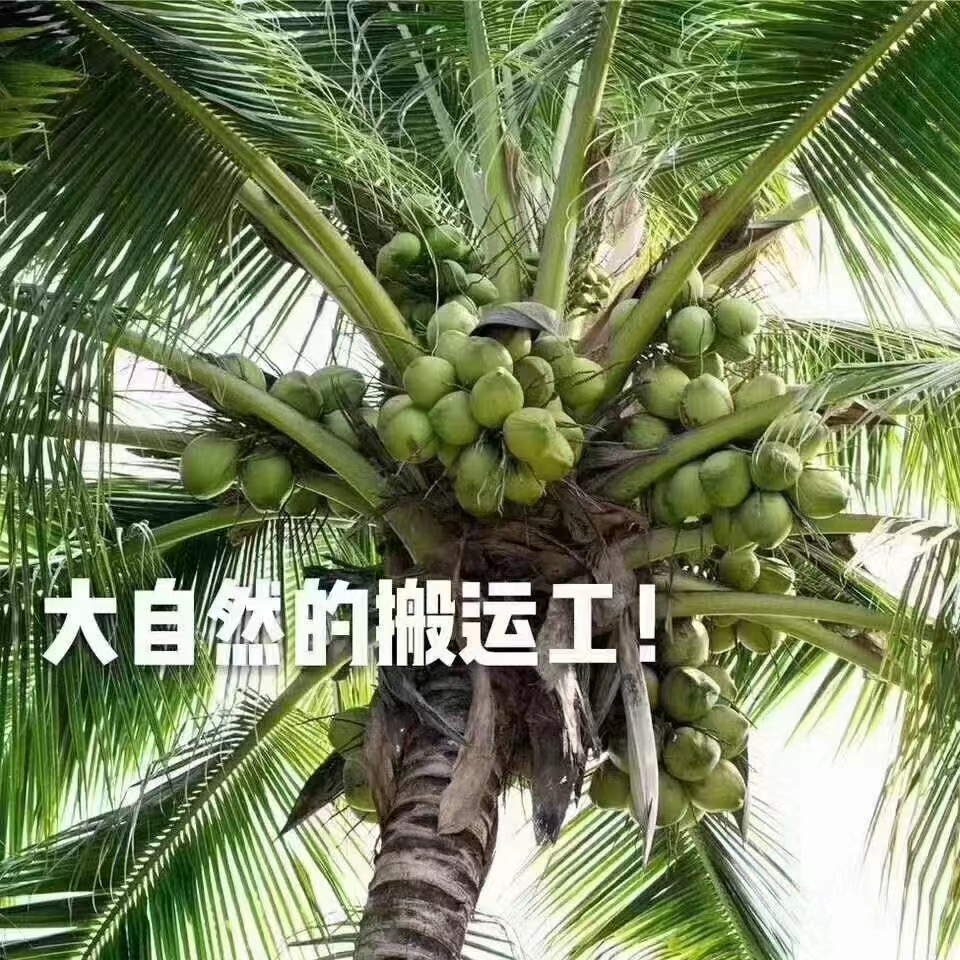 【阿昊】椰子蛋海南新鲜椰青去皮成品甘甜解渴肉嫩做成椰子冻源头货