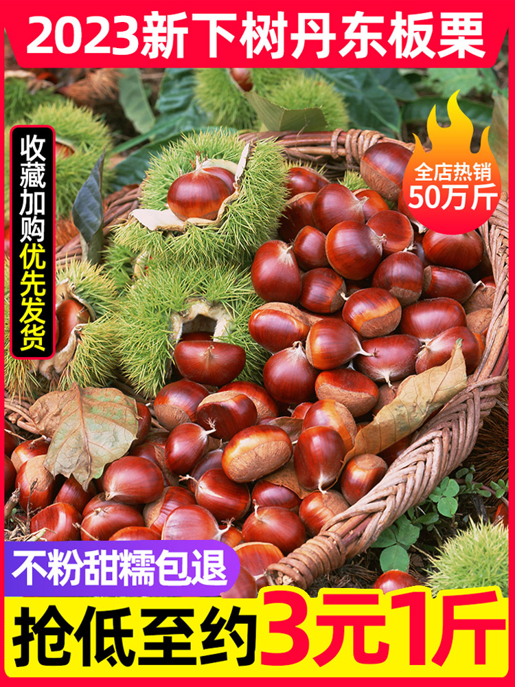 【阿昊】【20年老树果】辽宁丹东新鲜生现摘大板栗栗子锥油栗仁蔬罗田