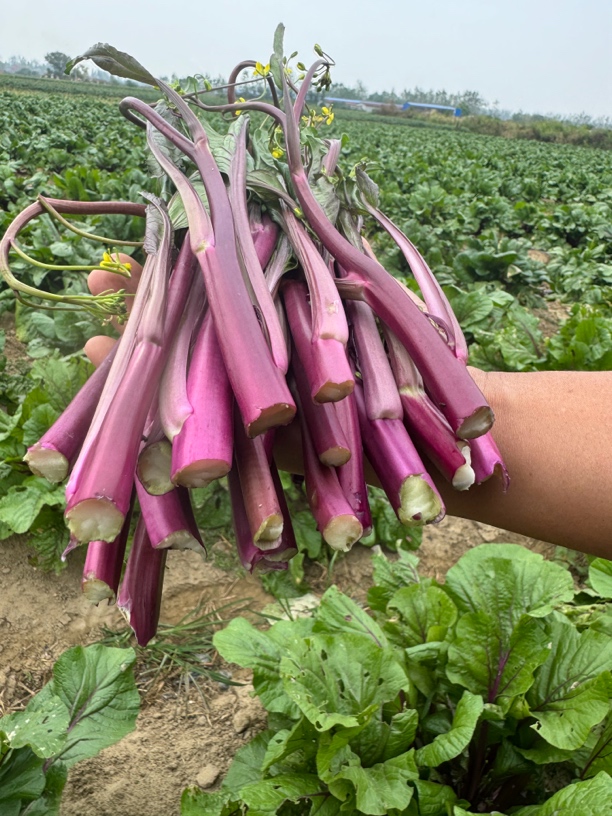 湖北新鲜农家红菜苔红油种植精选紫菜苔菜心当天摘当天发