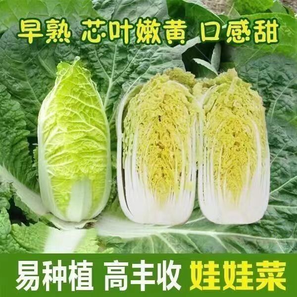 【上汤娃娃菜种子】四季黄心菜种子早熟四季农家庭院小白菜籽蔬种球