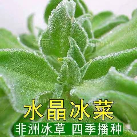 水晶冰菜种子四季阳台盆栽原装冰草种子养生特色栽培蔬菜种子