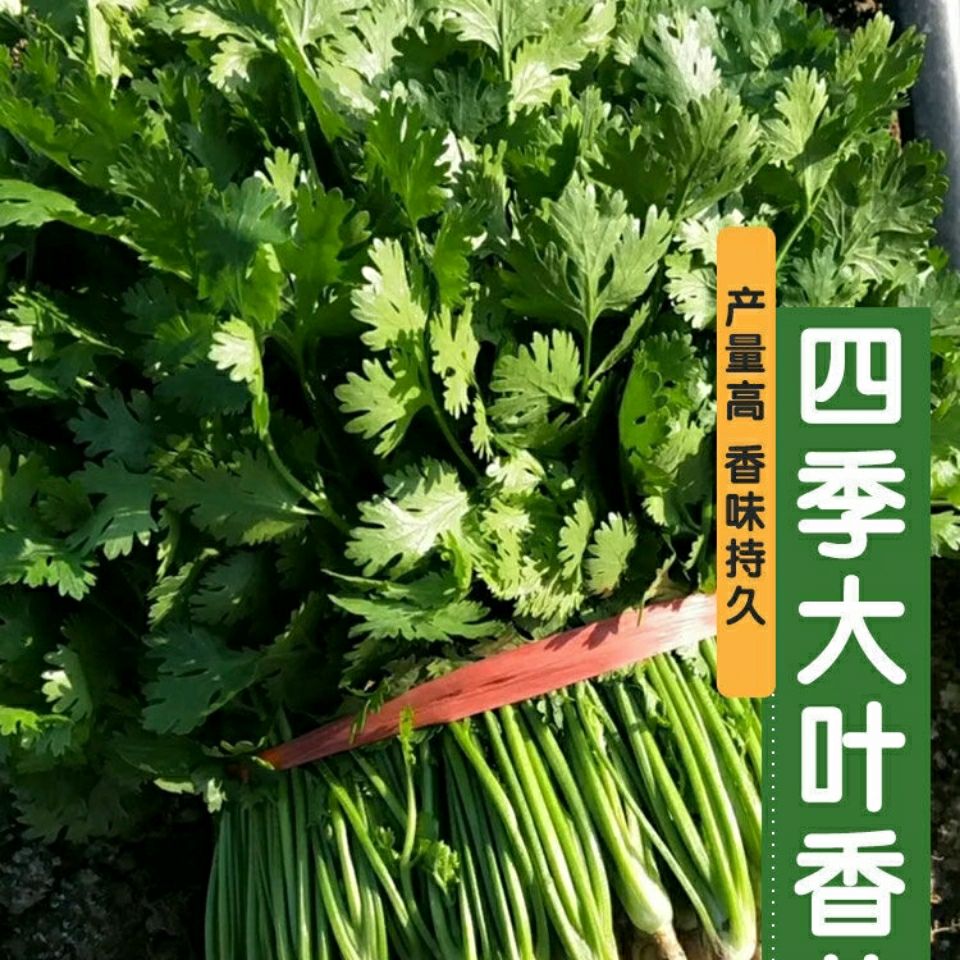 香菜种子浓香大叶香菜种子高产香菜种子四季香菜种子