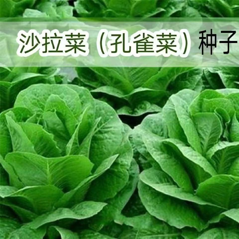 孔雀菜不打药不生虫生吃脆甜高营养直立生菜四季播生菜