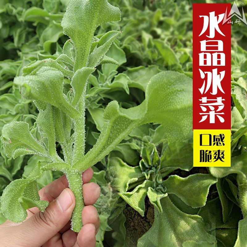 【冰菜种子】秋季盆栽蔬菜种籽种冰草苗四季秋冬季菜种籽大全野种球