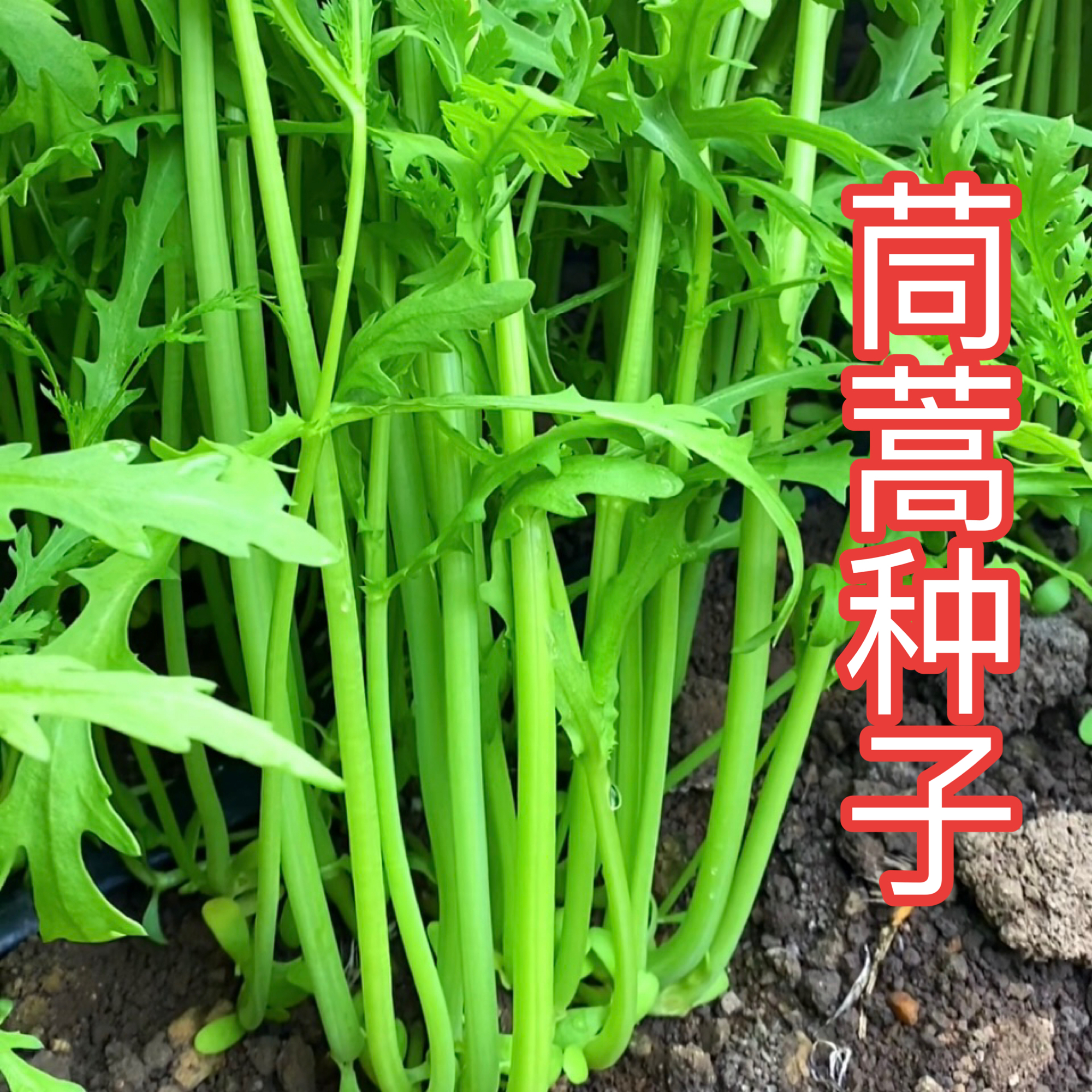 【易生长】【茼蒿种子】光杆茼蒿种子小叶茼蒿种子非种球