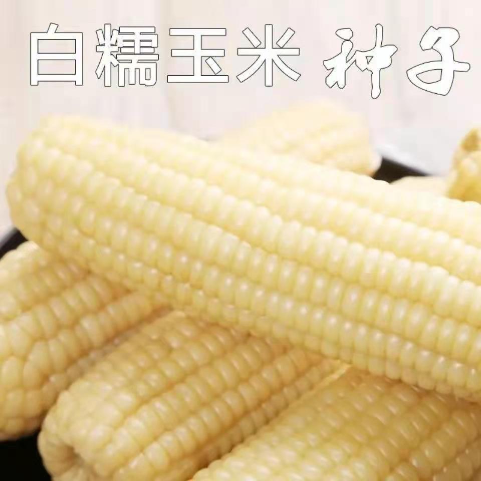 【白甜糯玉米种子】软糯白玉米种籽高产量耐热抗病早熟粮食种子种球