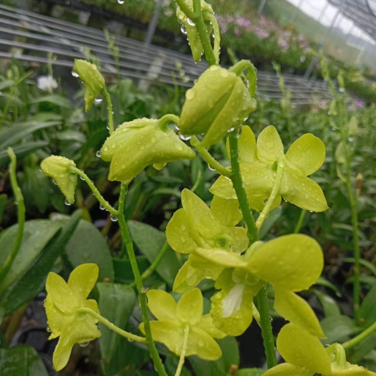 绿花石斛兰#石斛种植#石斛盆栽#石斛兰盆景#海南兰蕙绿色