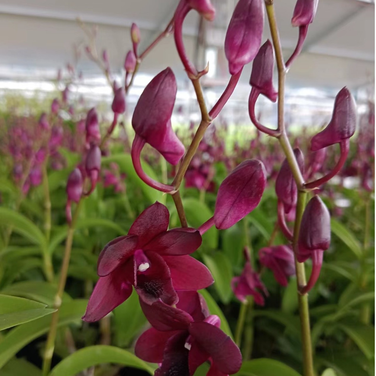 红猫石斛兰花#泰秋兰花#兰花盆景