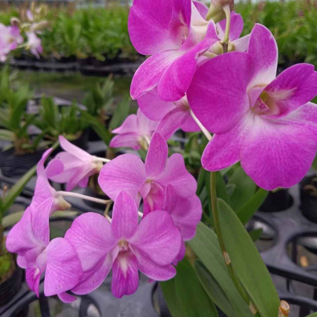 水晶石斛兰#兰花盆景#兰花#石斛种植