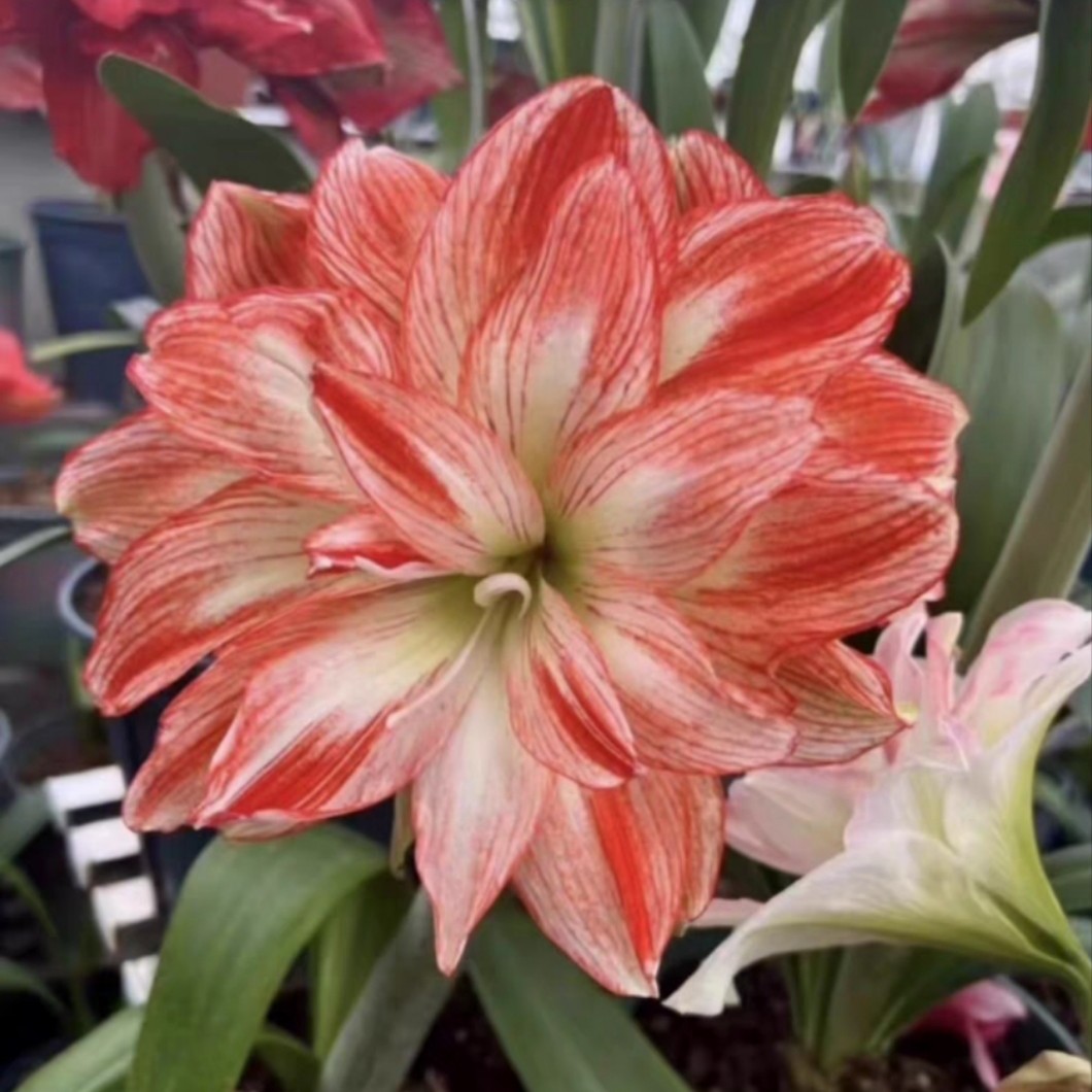 朱顶红-群芳圃坨坨，只包对版，不包后期养护