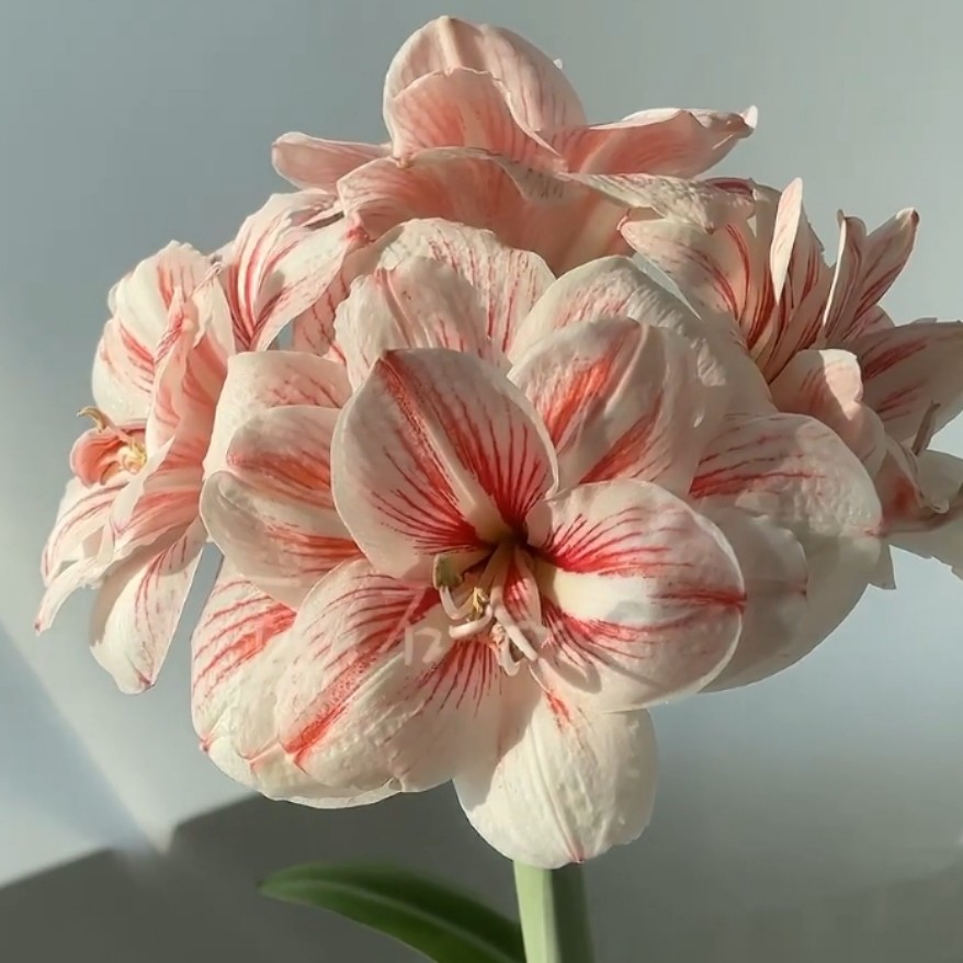 朱顶红-西子姑娘3.5cm+，只包对版，不包后期养护观赏