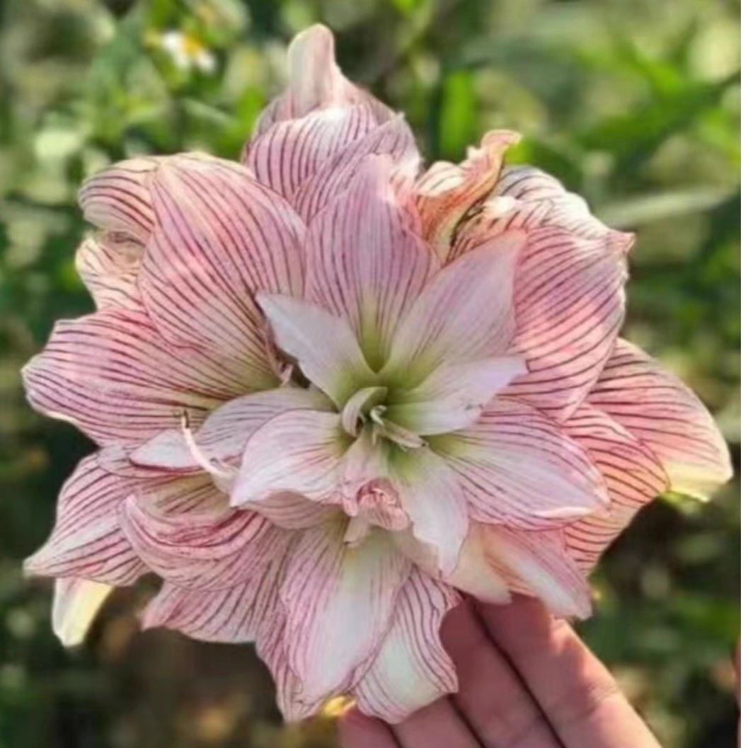 朱顶红-神魂颠倒5cm带10侧，只包对版，不包后期养护