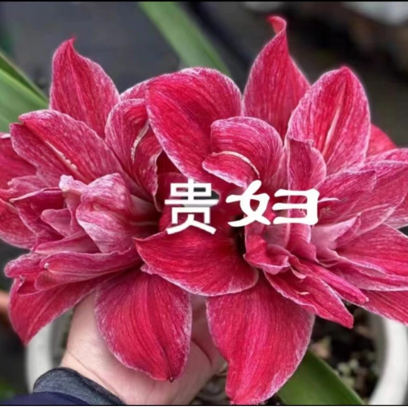 朱顶红-澳朱【贵妇】3cm+，只包开花对版，不包其它，