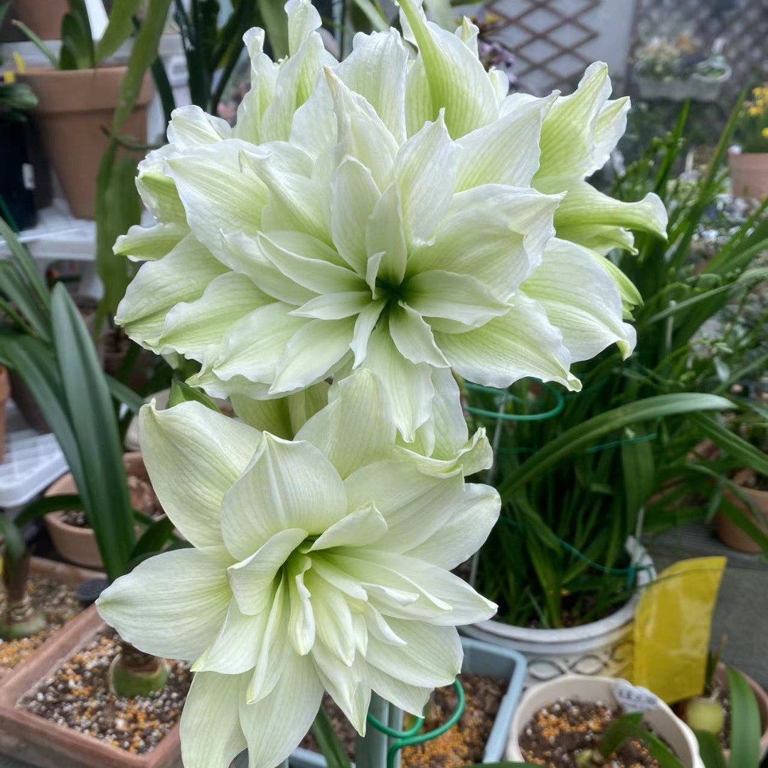 朱顶红-雏鹤3.5cm+，已开花对版，不包后期养护