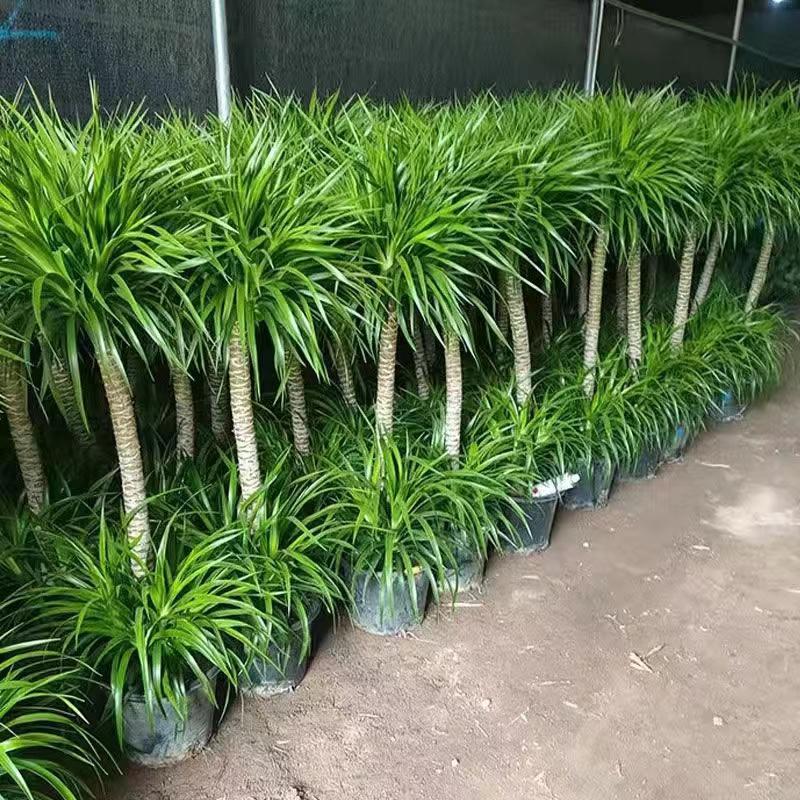  双层龙血树盆栽客厅室内大型龙须树植物办公室绿植老桩净化空气