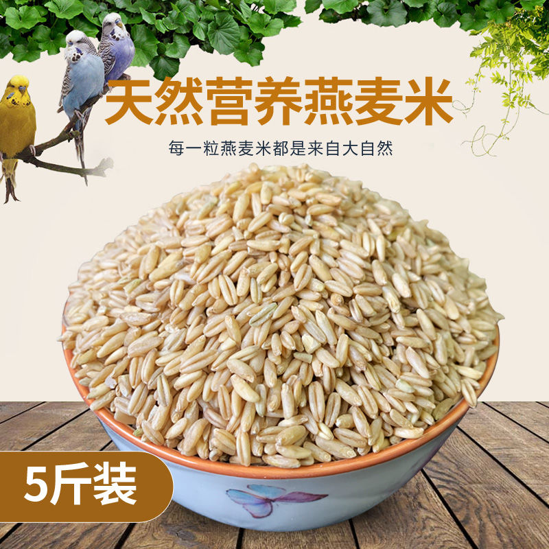 新鲜鸟粮燕麦仁饲料燕麦米野麦雀麦鸽子鸟食优质天然带壳小米鸟食