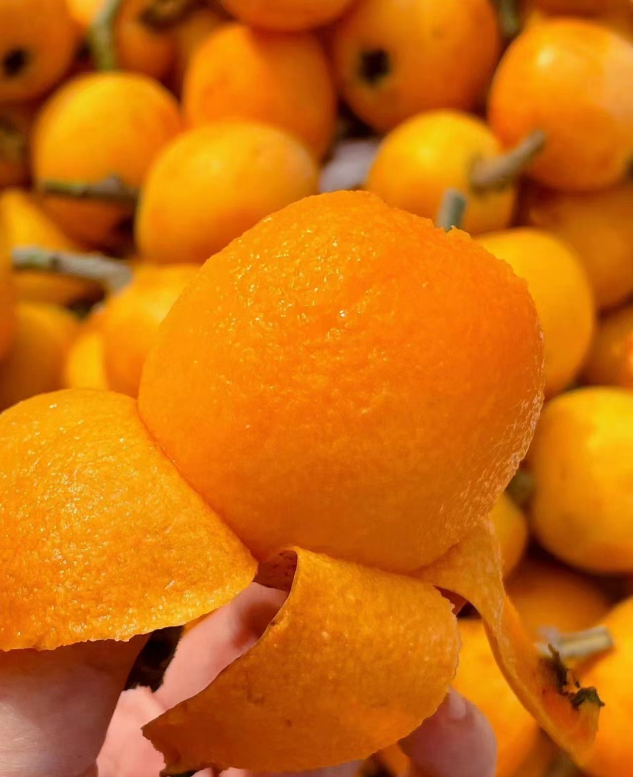 超甜云南枇杷一斤装