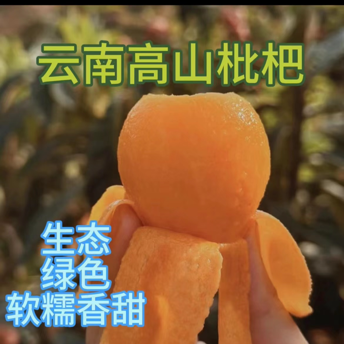 云南高山蒙自琵琶现摘现发