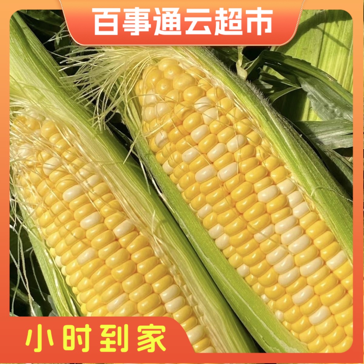 新鲜水果玉米2根2斤左右