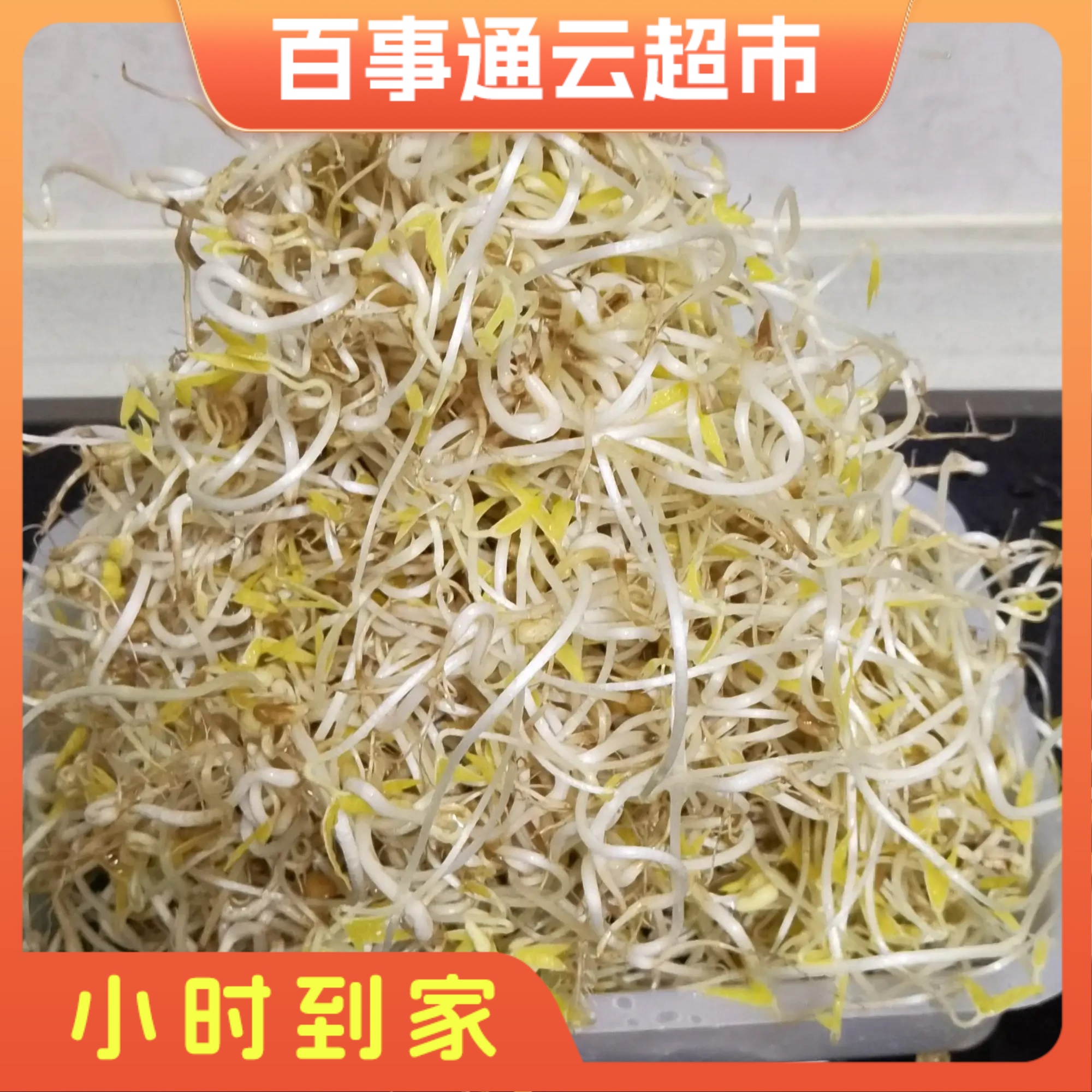 涡阳绿豆芽一斤左右