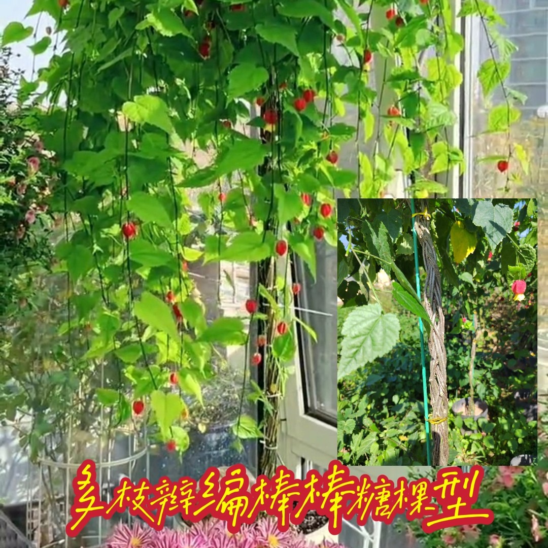 红灯笼花苗盆栽带花苞编织杆棒棒糖四季开花耐热耐寒室内阳台庭院