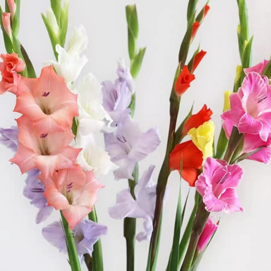 剑兰鲜花广州鲜花基地直发黑月光优质剑兰花年宵花节节高