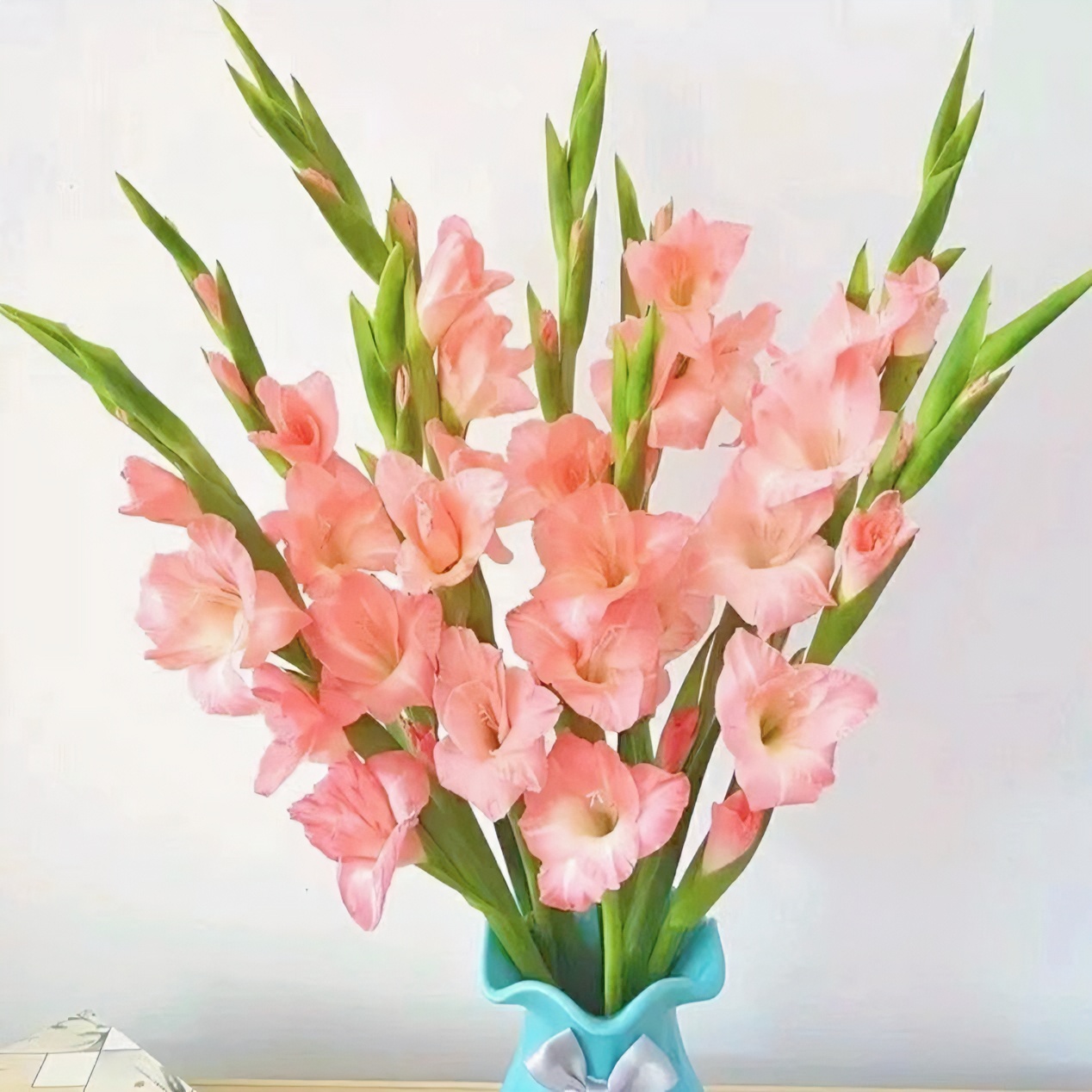 包邮剑兰鲜花花束广州鲜花基地直发黑月光优质剑兰花年宵花节节高