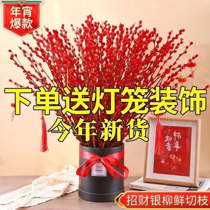 【中国红】60厘米红色银柳干花真花银柳耐寒年宵花卉室内客厅装饰