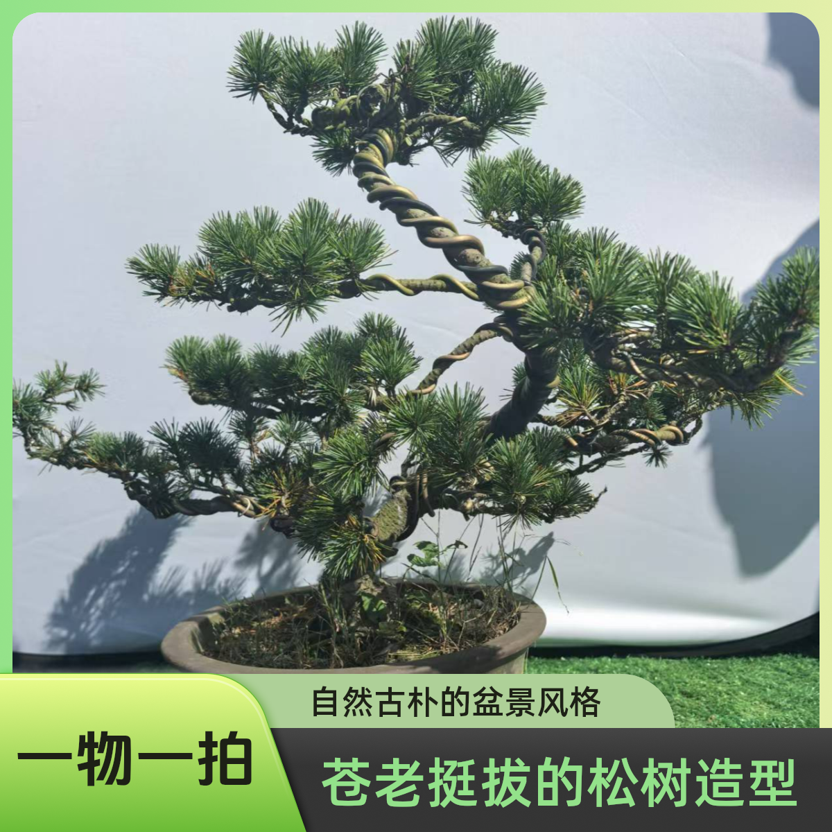 盆景五针松     大阪松     一物一拍