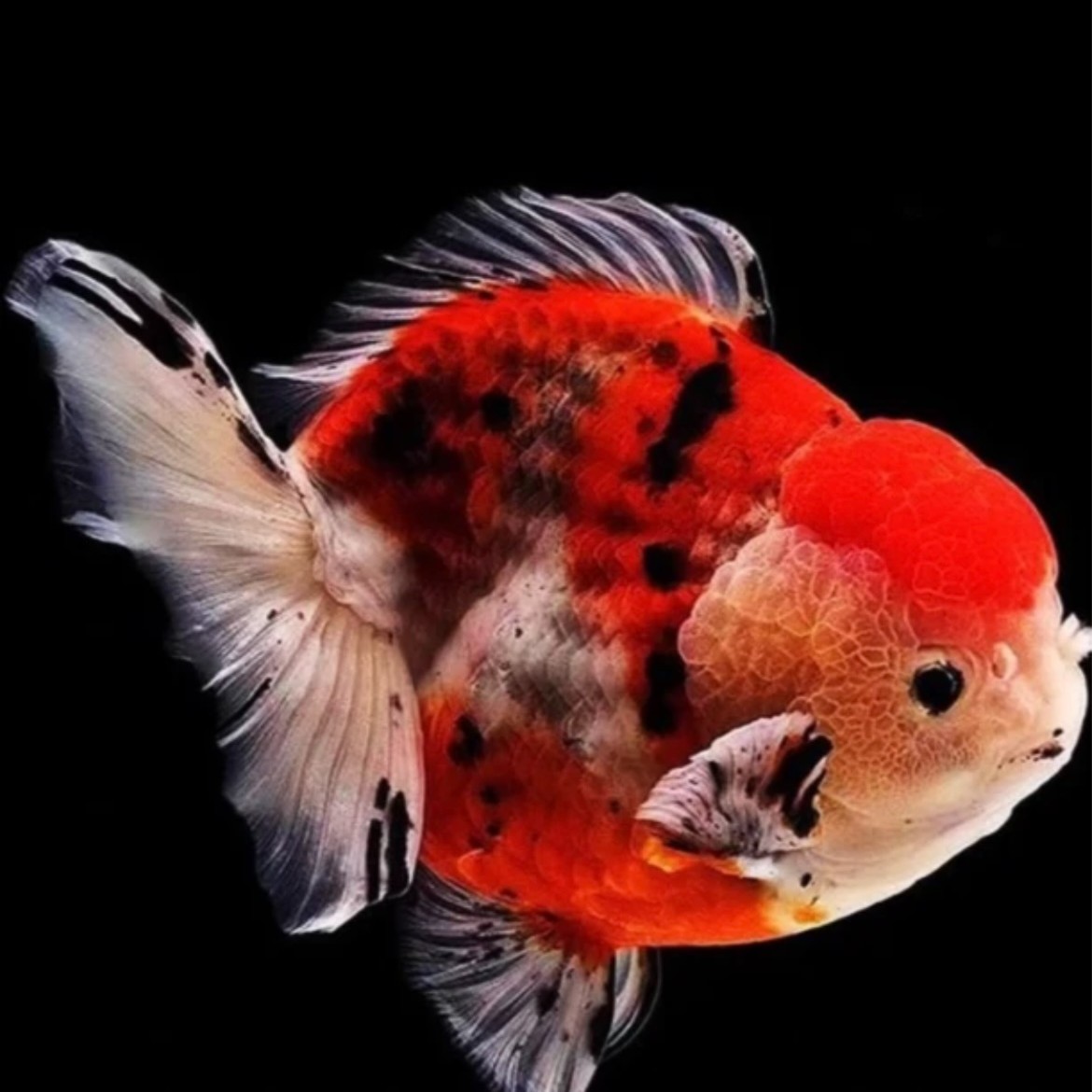 小泽金鱼包邮开箱包活无开箱视频不售后直播间马印灯效果介意勿拍