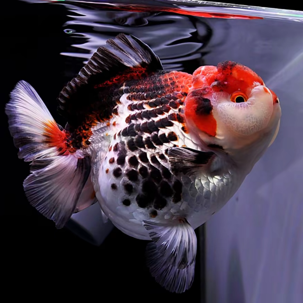 小泽金鱼超萌好物无开箱视频不售后直播间马印效果介意勿拍