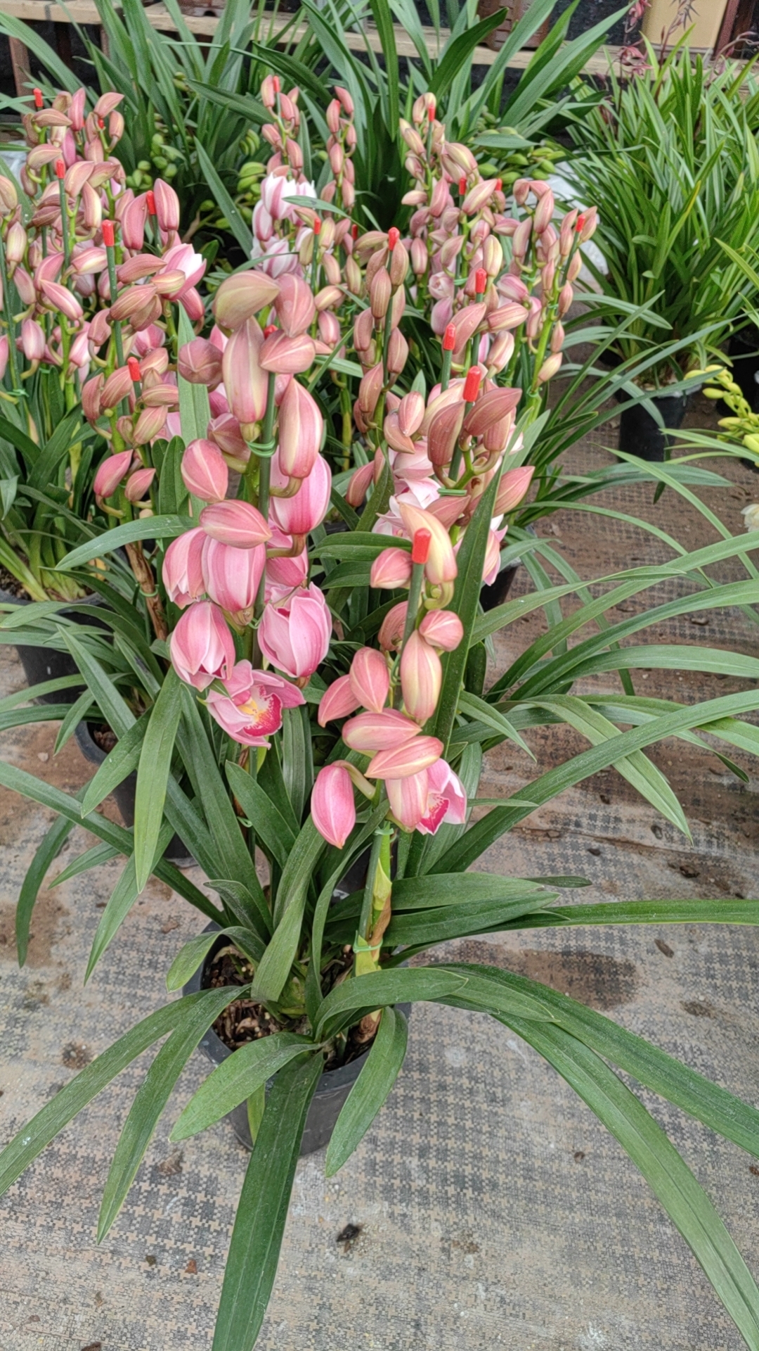 烛光紫红兰花大花开花时间长，兰花室内换观赏花卉