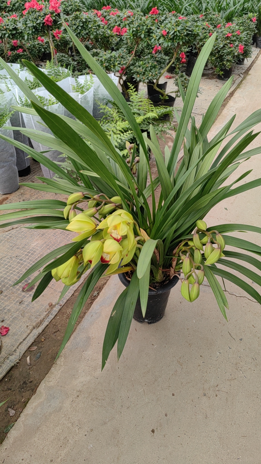 往日回忆黄绿大花兰花冬天开花时间长