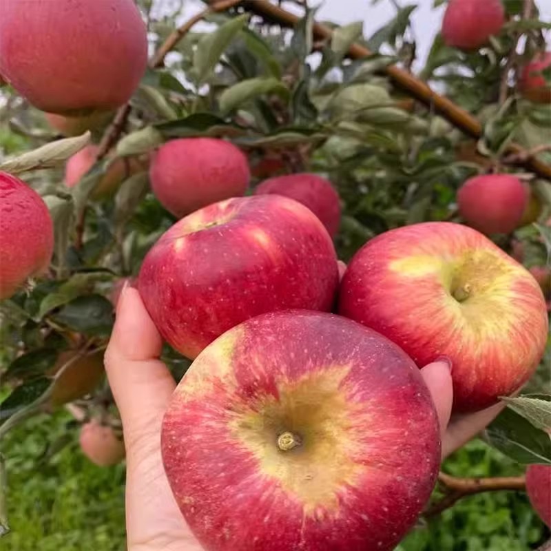 四川大凉山丑苹果新鲜水果盐源苹果冰糖心