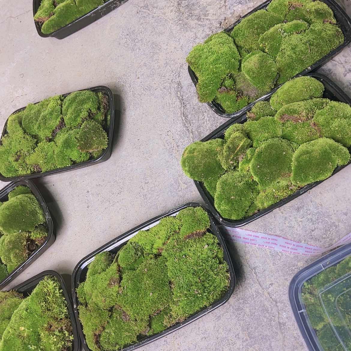 【闪购商品】多多苔藓和他的苔藓